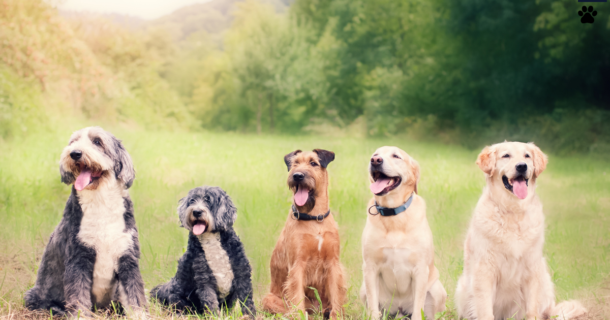 razas de perros con problemas de salud