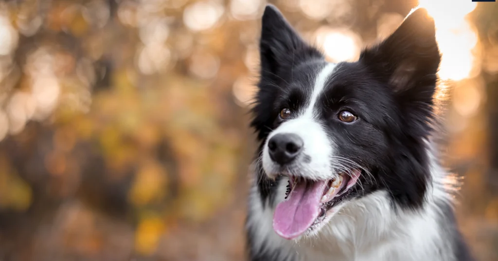 Collie Border