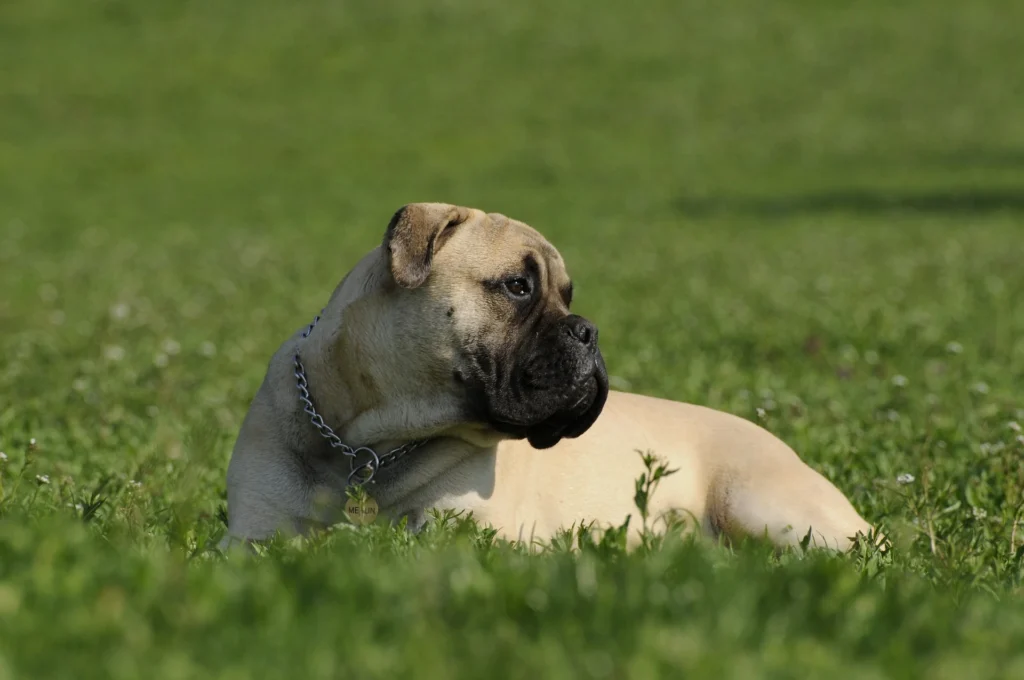 perro bullmastiff