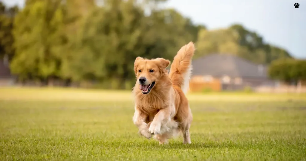 Golden retriever perro