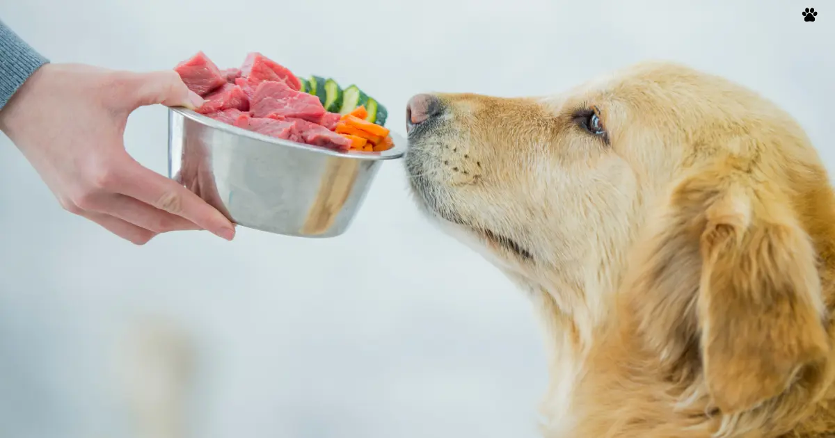 alimentacion-saludable-para-perros.jpg