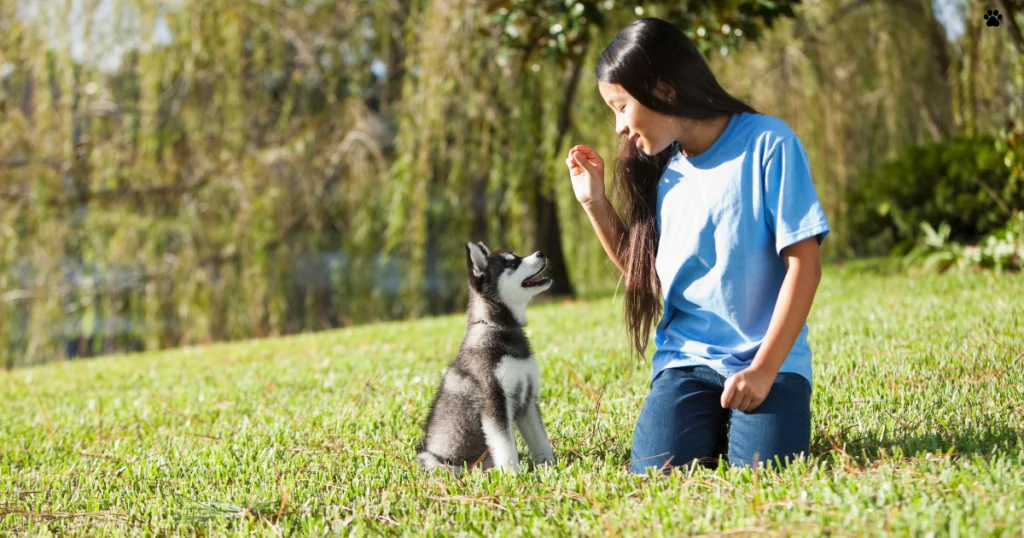 edad para adiestrar a un perro