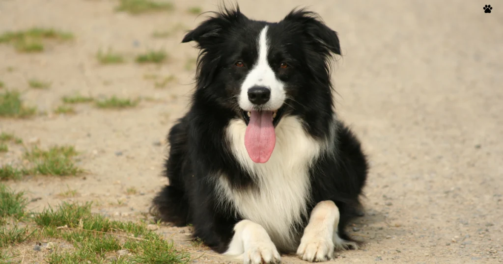 collie border