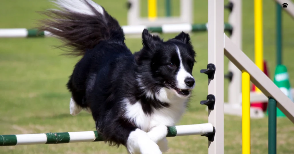 collie border haciendo agility