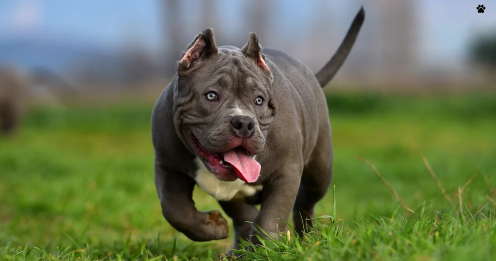 american bully