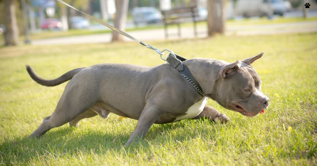 american bully