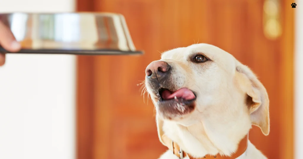 perro con hambre